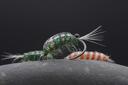Discovery splash banner for Mainely Flies - Fly Tying Server Discord server