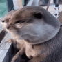 Discovery icon for Otter Hub Discord server